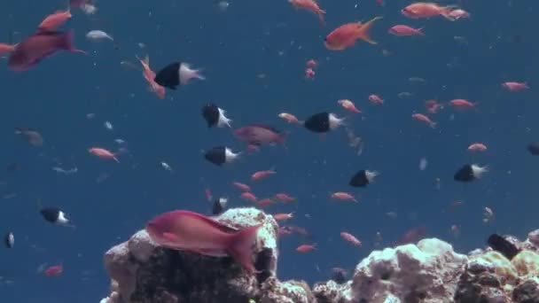 Iskola hal a háttérben Iskola halak víz alatti táj a Vörös-tengeren. — Stock videók