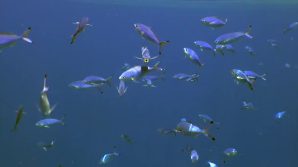 Escuela de peces en el fondo Escuela de peces paisaje submarino en el Mar Rojo. — Vídeos de Stock