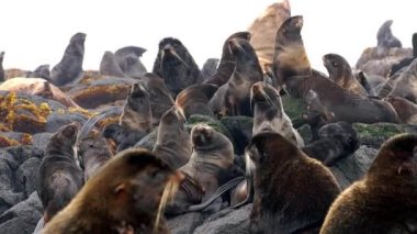 Kürk fok familyasından kulaklı Otariidae..