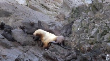 Annem Okhotsk Denizi kıyısındaki taşların üzerinde buzağılarla fok kulağı taktı..