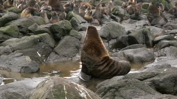 Vídeo com som de grupo de animais de foca de pele do norte perto do Mar de Okhotsk. — Vídeo de Stock