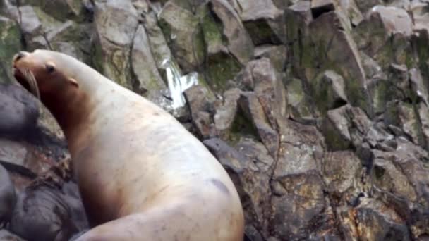 León marino Eumetopias jubatus hembra animal con cachorros sobre piedras de roca. — Vídeos de Stock