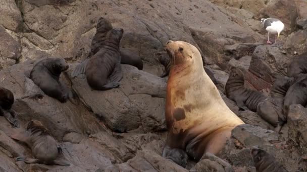 俄霍次克海沿岸岩石上有小牛犊的母海豹. — 图库视频影像