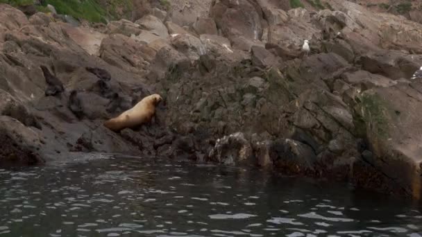 Zeeleeuw Eumetopias jubatus vrouwelijk dier met welpen op stenen van rots. — Stockvideo