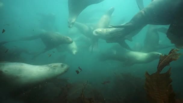 Phoques sous-marins de la mer d'Okhotsk. — Video