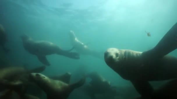 Стая тюленей под водой Охотского моря. — стоковое видео