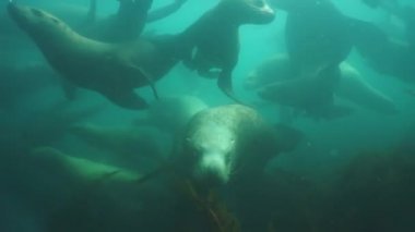 Okhotsk Denizi 'nin altında bir grup fok balığı..