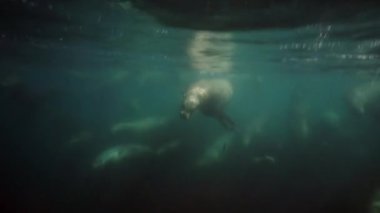 Okhotsk Denizi 'nin sualtı fokları.