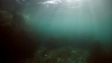 Okhotsk Denizi 'nin çamurlu sularında su altında deniz aslanı..