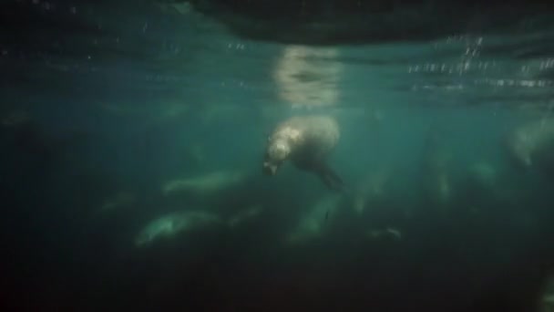 Okhotsk Denizi 'nin sualtı fokları. — Stok video