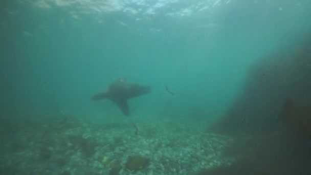 Noordelijke zeeleeuw zoogdier onderwater in modderig water van de Zee van Okhotsk. — Stockvideo