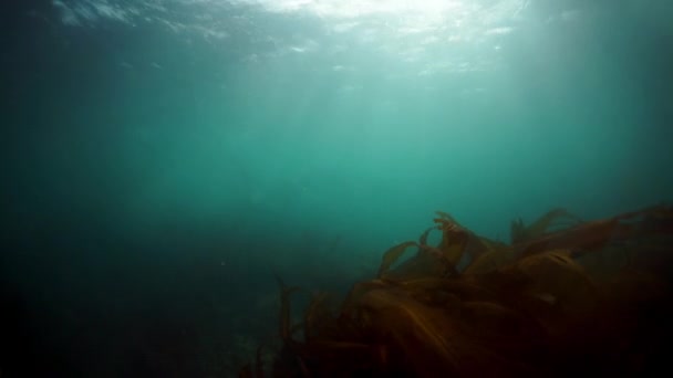 Pinniped hayvanları Okhotsk Denizi 'nin suları altında fok balıkları.. — Stok video