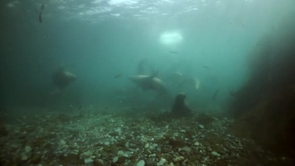 Mammiferi leoni marini del nord animali sottomarini in acque fangose del mare di Okhotsk. — Video Stock