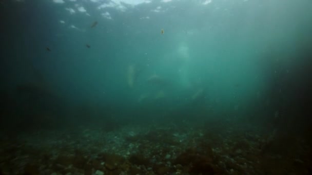 Семья тюленей под водой Охотского моря. — стоковое видео