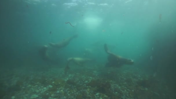 Az Okhotsk tenger alatti fókák családja. — Stock videók