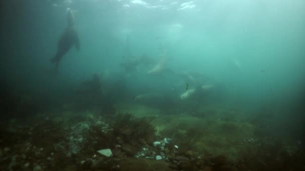 Mammiferi leoni marini del nord animali sottomarini in acque fangose del mare di Okhotsk. — Video Stock