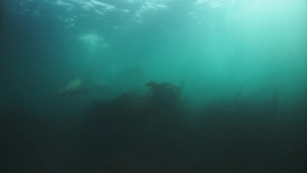 Robben unter Wasser des Ochotskischen Meeres. — Stockvideo