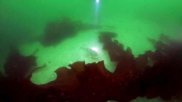 Undervattenssnår av tång i Ochotsk hav. — Stockvideo