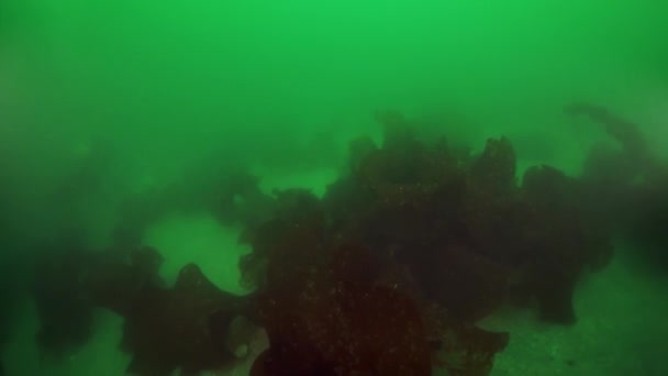 Tüskés királyrák Paralithodes brevipess víz alatt Okhotsk tengerében. — Stock videók