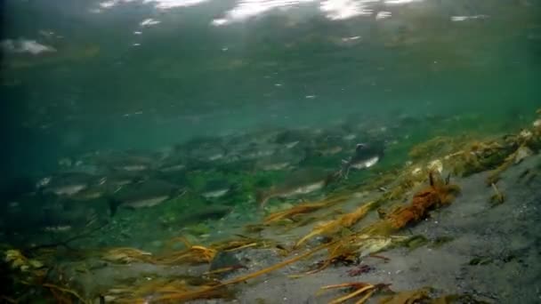 Plan general de tiro escuela de salmón peces bajo el agua en el mar. — Vídeos de Stock