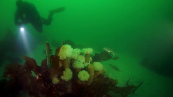 Cangrejo rey espinoso Paralithodes brevipess bajo el agua en el Mar de Okhotsk. — Vídeo de stock