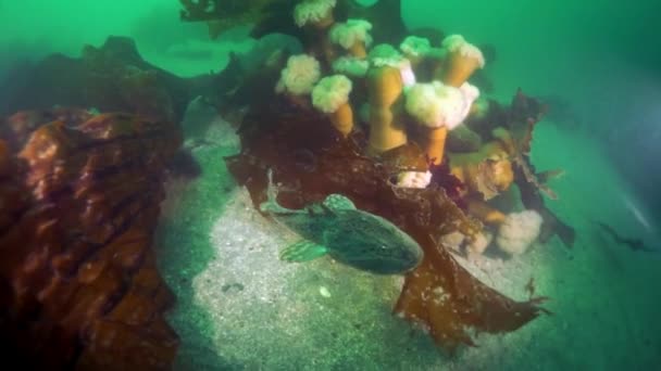 Arroz submarino de algas marinas en el Mar de Okhotsk. — Vídeo de stock