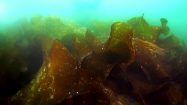 Okhotsk Denizi 'ndeki su altı yosunları..