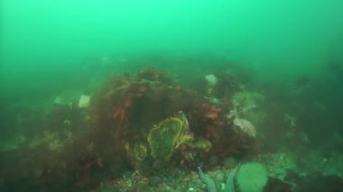 Dikenli kral yengeç Paralithodes Okhotsk Denizi 'nde suyun altında kısaca..