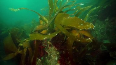 Okhotsk Denizi 'ndeki su altı yosunları..