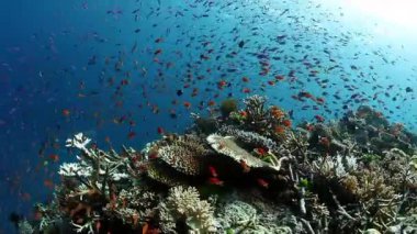 Fiji 'nin sualtı okyanusunda mercan resifinde balık sürüsünün dansı..