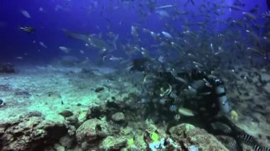 Dalgıç, Fiji 'nin sualtı okyanusunda köpekbalığını besler..