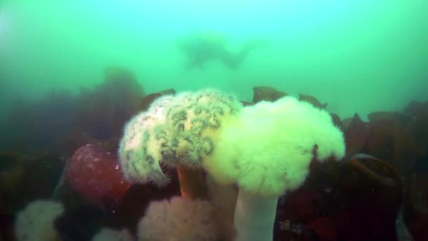 Arroz submarino de algas marinas en el Mar de Okhotsk. — Vídeo de stock