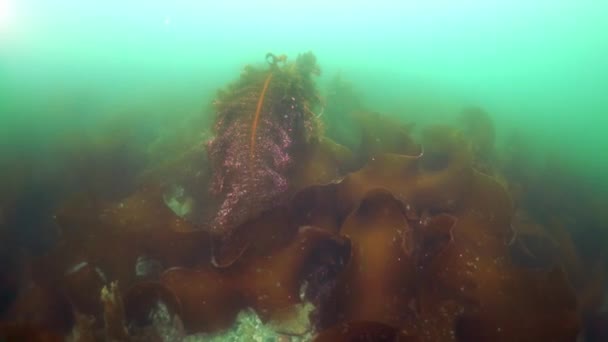 Подводные заросли водорослей в Охотском море. — стоковое видео