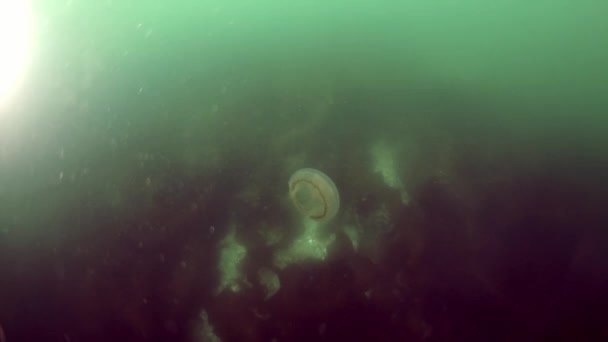 Колисковий краб Paralithodes brevipess underwater in the Sea of Okhotsk. — стокове відео