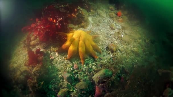 Underwater thickets of seaweed kelp in Sea of Okhotsk. — Stock Video