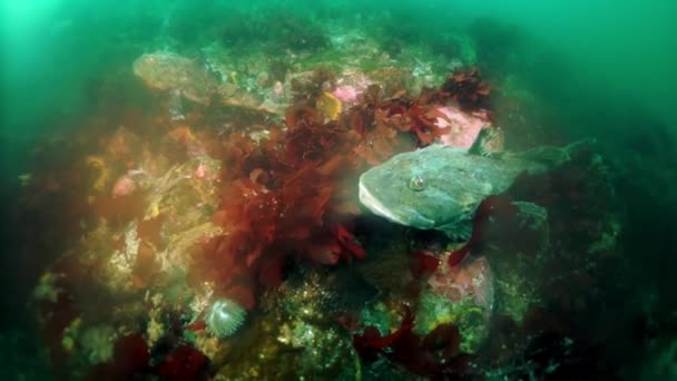 Bilhetes subaquáticos de algas marinhas no Mar de Okhotsk. — Vídeo de Stock