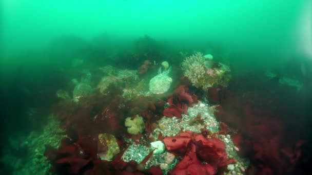 Boschi subacquei di alga marina kelp in Mare di Okhotsk. — Video Stock