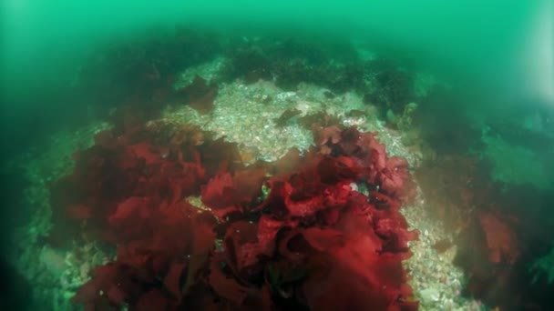 Podvodní houští řas v Okhotském moři. — Stock video