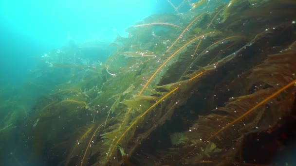 Подводные заросли водорослей в Охотском море. — стоковое видео