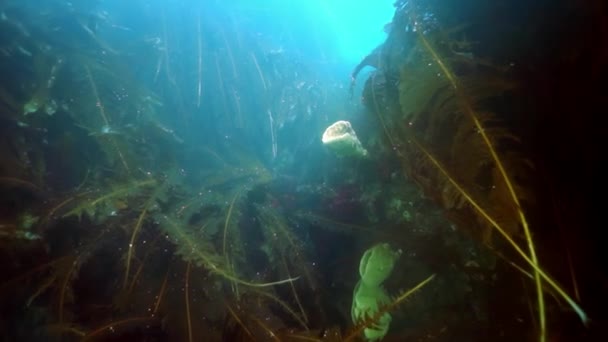 Fourrés sous-marins de varech des algues marines dans la mer d'Okhotsk. — Video