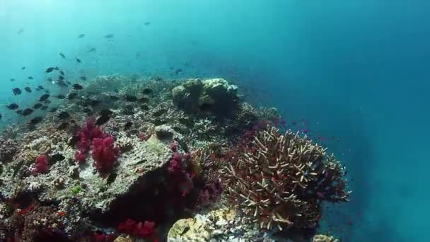 Танец рыб на подводном коралловом рифе в океане Фиджи. — стоковое видео