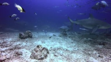 Whitefin Gri Köpekbalığı Fiji 'nin sualtı okyanusunda kameranın yanında yüzer..