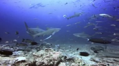 Fiji 'nin sualtı okyanusunda balık sürüleri.