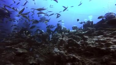 Dalgıç, Fiji 'nin sualtı okyanusunda köpekbalığını besler..