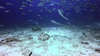 Fiji 'nin sualtındaki köpekbalıkları.