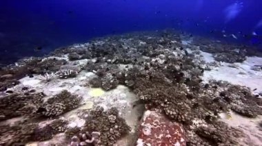 Dalgıçlar Pasifik Okyanusu 'ndaki mercanlarla kaplı gemi enkazının yanında yüzerler..