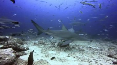 Fiji 'deki balık ve grup köpekbalığı okyanusu..