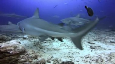 Dalgıç, Fiji 'nin sualtı okyanusundaki köpekbalıklarını elleriyle besler..