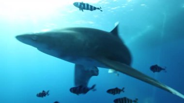 Pelagic Longimanus köpekbalığı Kızıl Deniz 'in yüzeyinde yüzüyor, Mısır