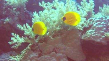 Renkli egzotik kelebekler tropikal mercan resiflerinde su altında balık avlarlar..